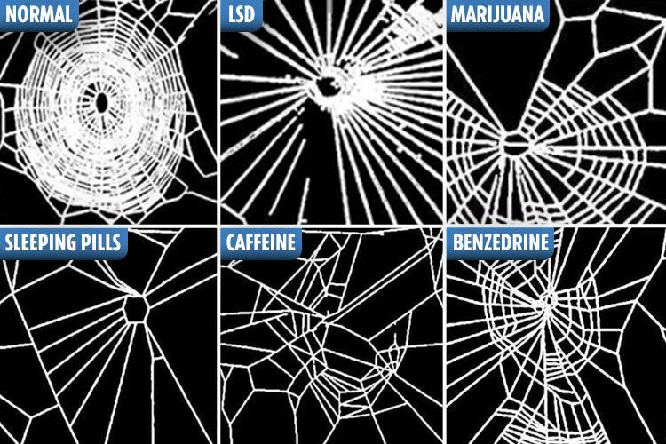 Gli effetti delle droghe sui ragni e la capacita di tessere ragnatele