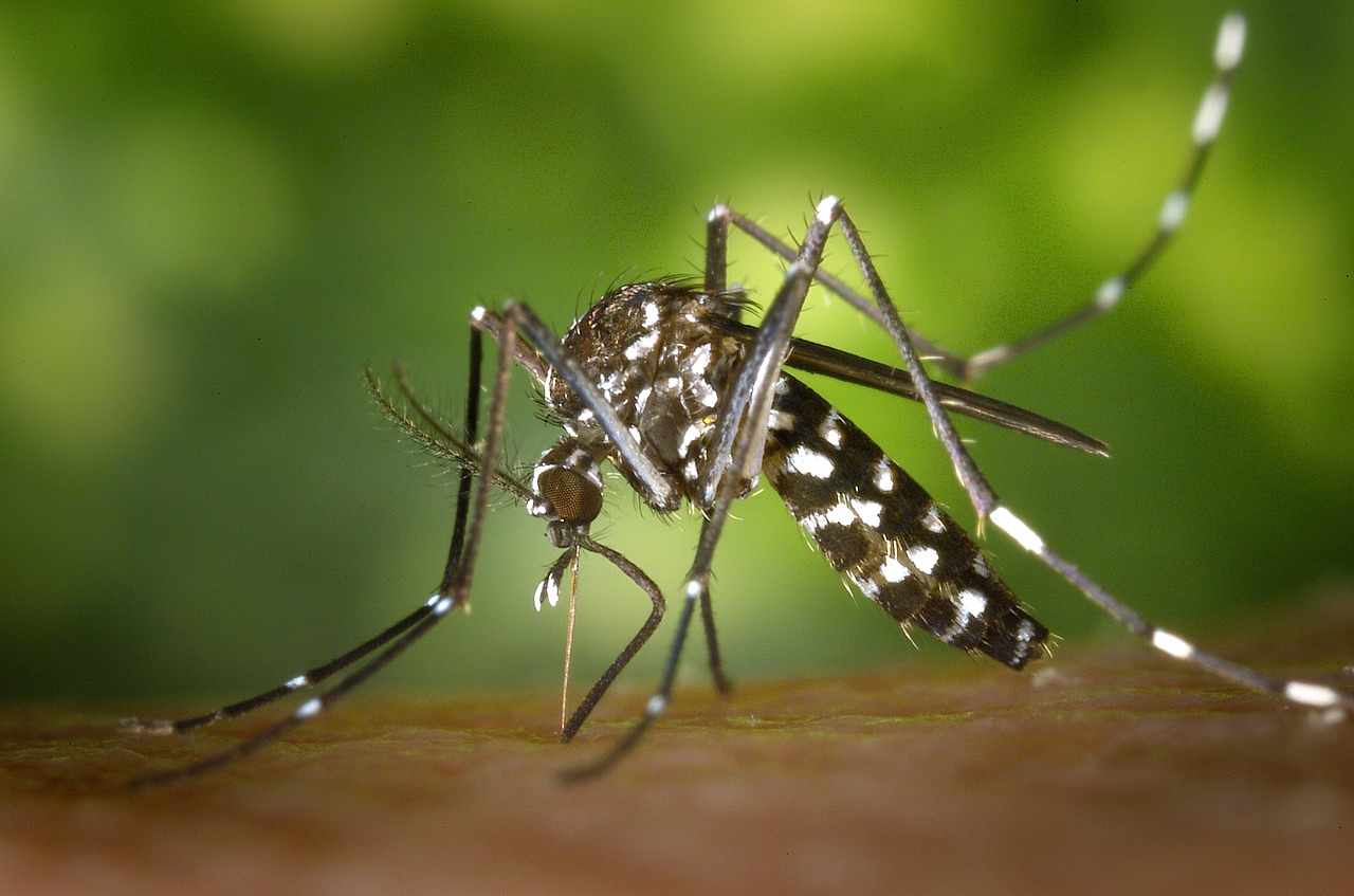 Nuovo metodo naturale per combattere la zanzara tigre con maschi sterilizzanti